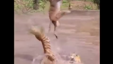 Funniest Animals Videos reactions 2024