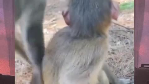 Monkey funny antics