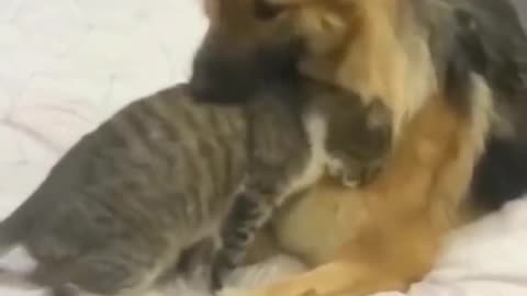 This kitten seems to want to play too