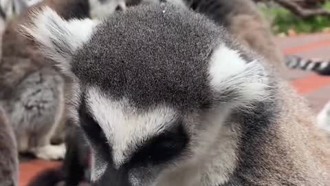 lemurs