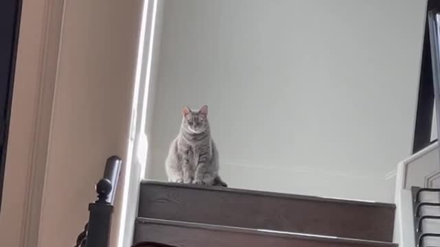 My cat coming downstairs to check on her kingdom after waking up from a 72 hour nap3