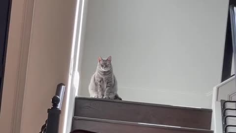 My cat coming downstairs to check on her kingdom after waking up from a 72 hour nap3