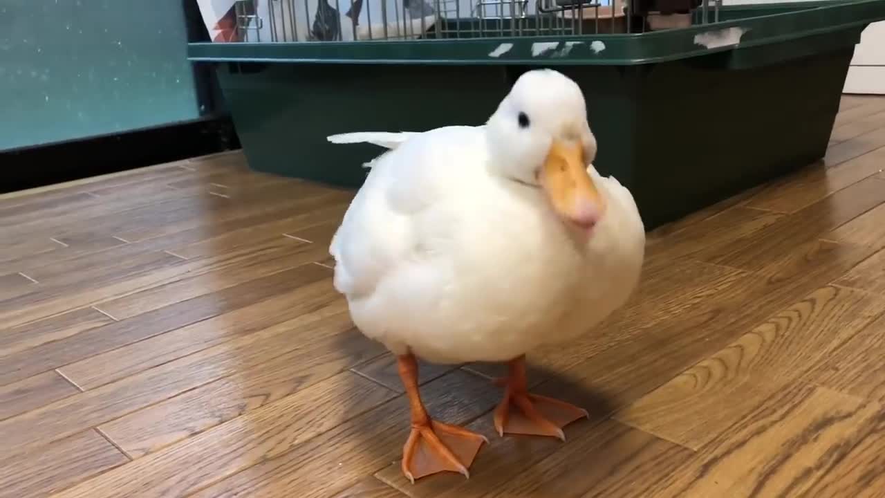 Our Pet Call Duck is So So round.