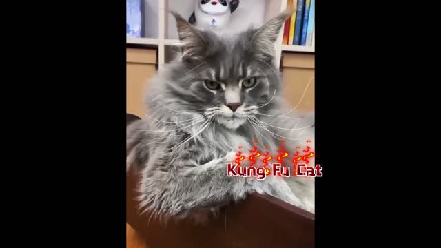 Have you ever seen a little cat that knows kung fu? Don't startle her chin. Ha ha ha ha ha ha ha