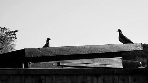 The bird is flying in the house