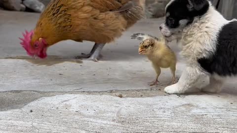 Puppy playing with Chickens