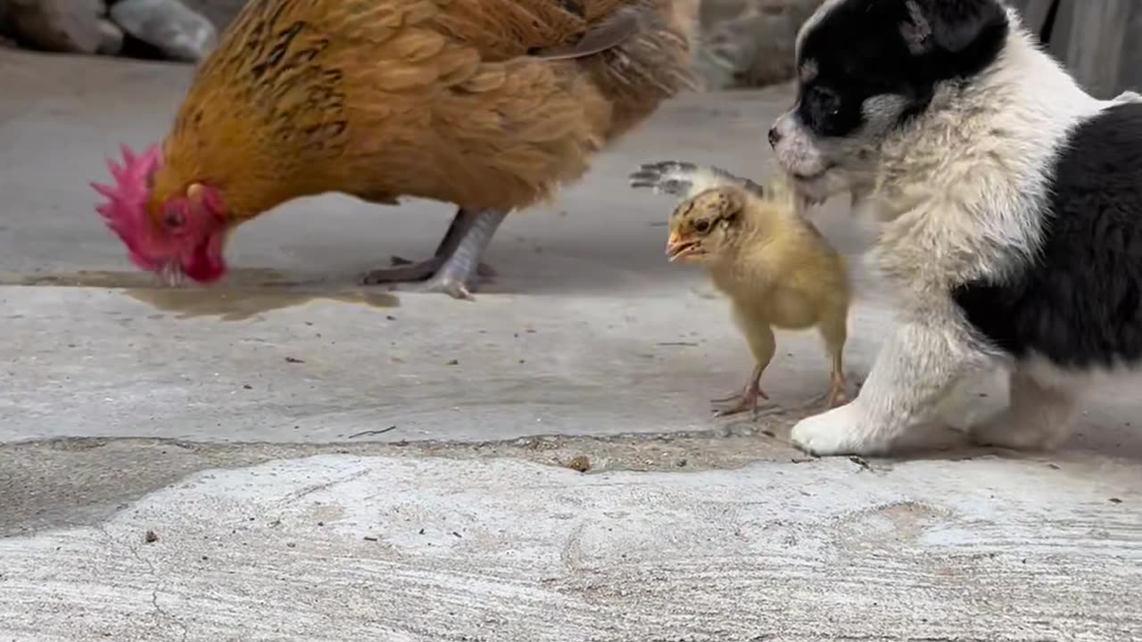 Puppy playing with Chickens