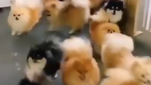 A lot of dogs ran out