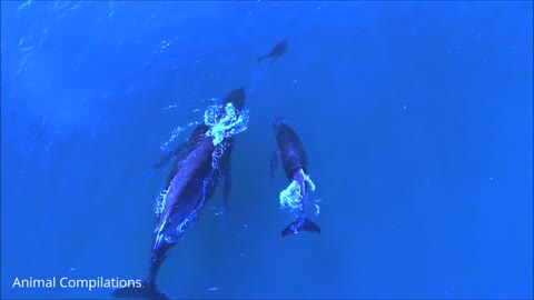 Wild Dolphins Swimming