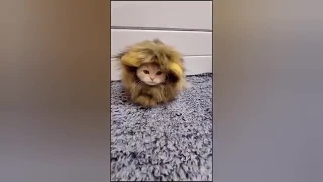 1 HOUR FUNNY CATS COMPILATION 2022😂| Super FUNNIEST Cats Videos In 2022 😂