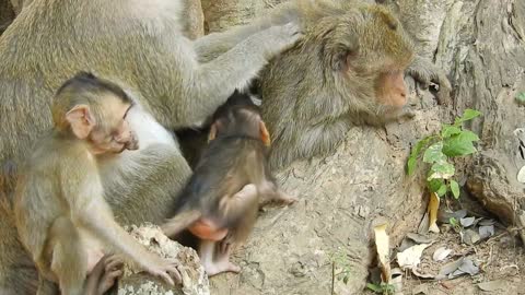 Funny animals #baby monkey playing#121#love animals.