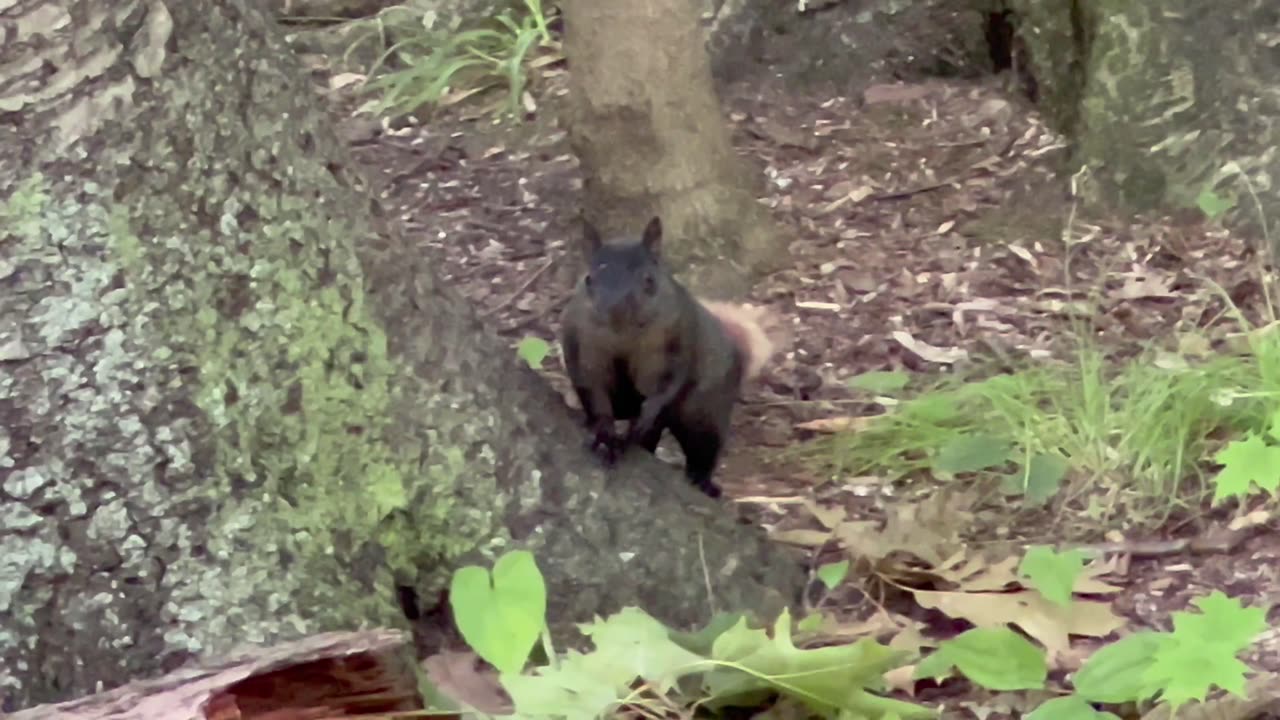 Juvenile black squirrels or hybrids?