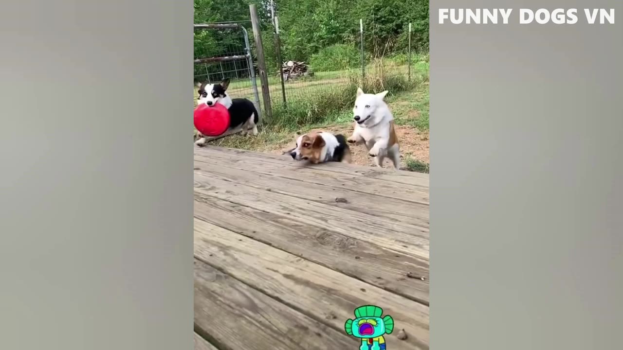 Funniest Animals Video - Funny Dogs And Cats - Try Not To Laugh Animals 2022