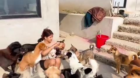 #paws love animals