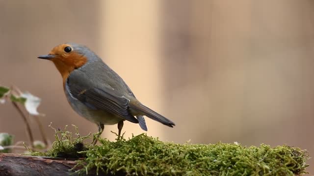 birt eating