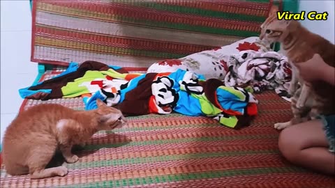 Bloody Brother Cats Meowing Fighting - You'll Regret Skipping Watching This Video | Viral Cat