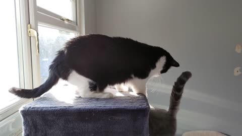 Cat Aggressively Grooms Other Cat(1)