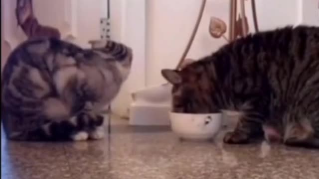 Two Funny Cats Sharing Food Bowl by Passing it Back and Forth #shorts