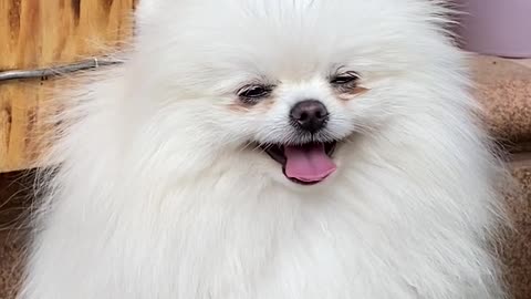 very cute dog!!!!.
