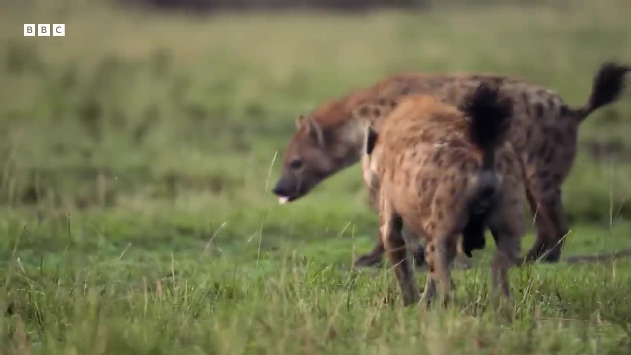 Greatest Fight In The Animal Kingdom/ Part 1 /wildlife /BBC documentary