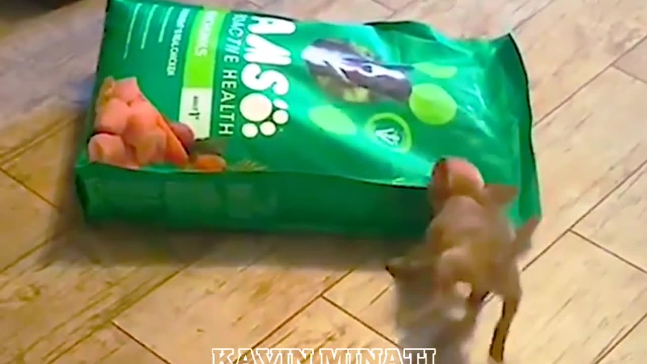 full moments of dogs|°•°|