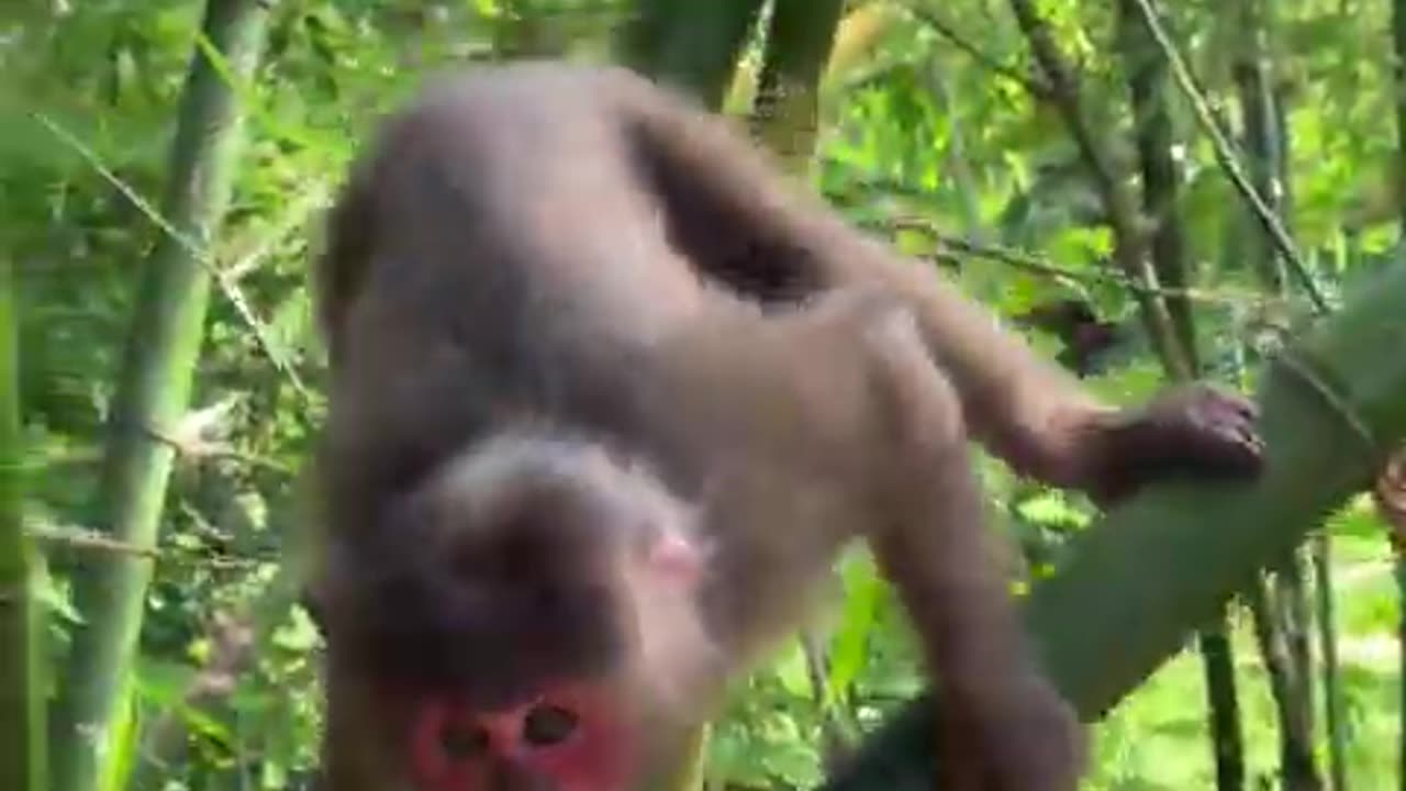 #babymonkey #monkeycoca #animals #zoo #nature #wildlife #animallovers❤️ #cocakamonkey #animalsreact