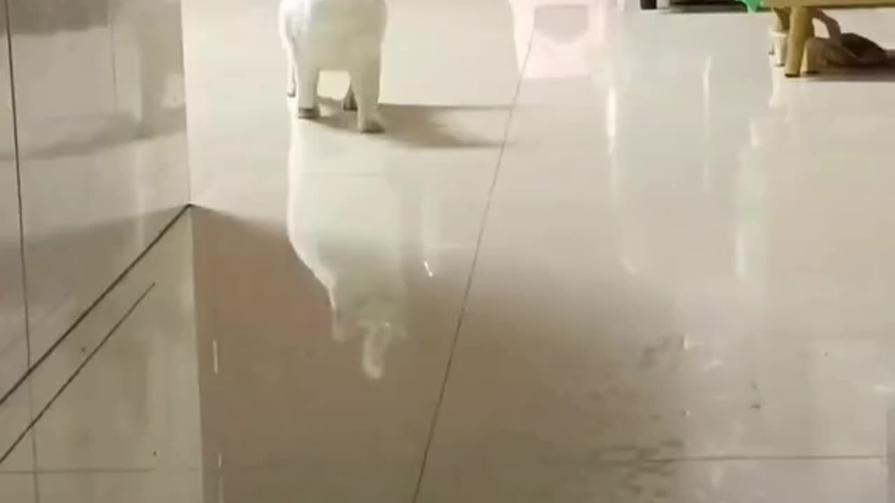 Wait for end 😂😂😂