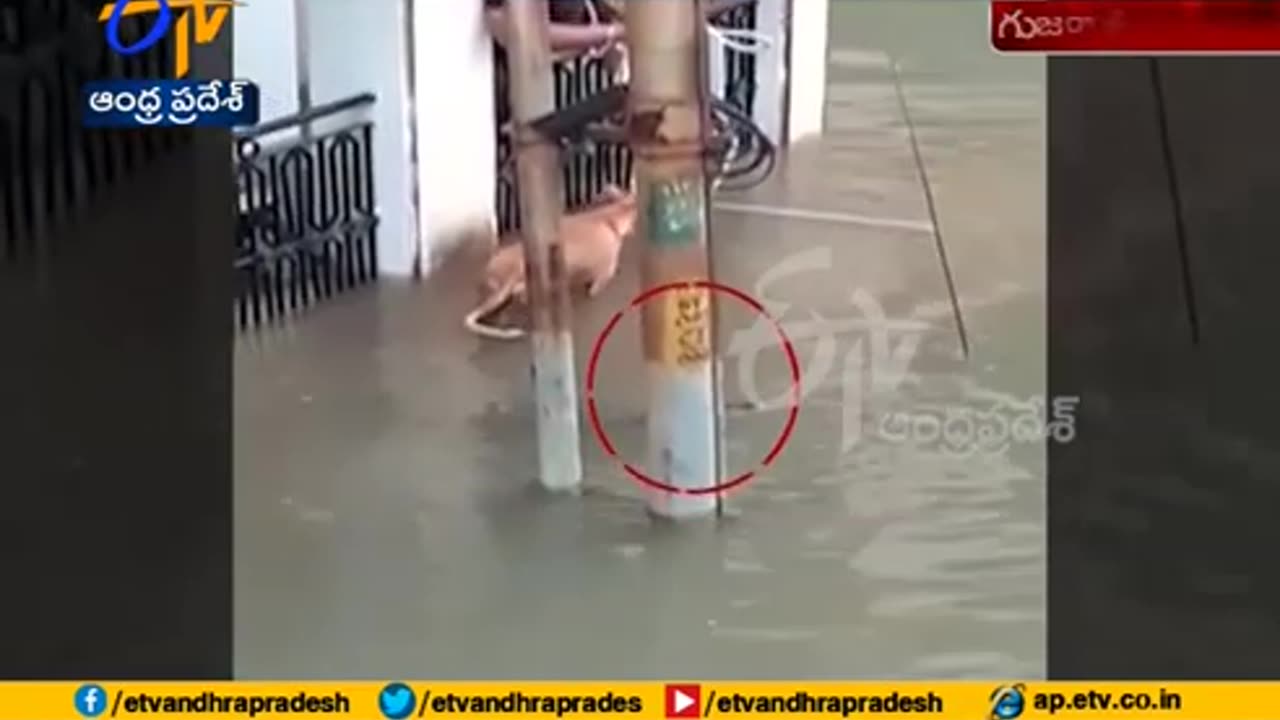 Dog attacked by crocodile during flood