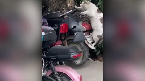 Best Animal Videos 2022 | Funny Cats and Dogs | Cats Funny Videos