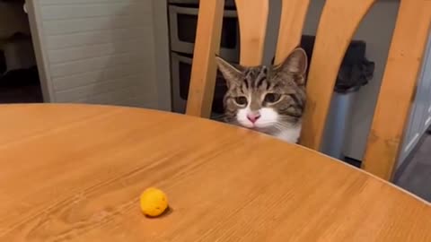 Hungry cat