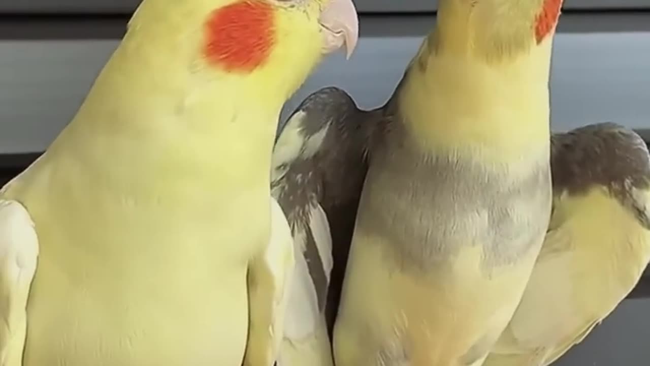 Cute parrot