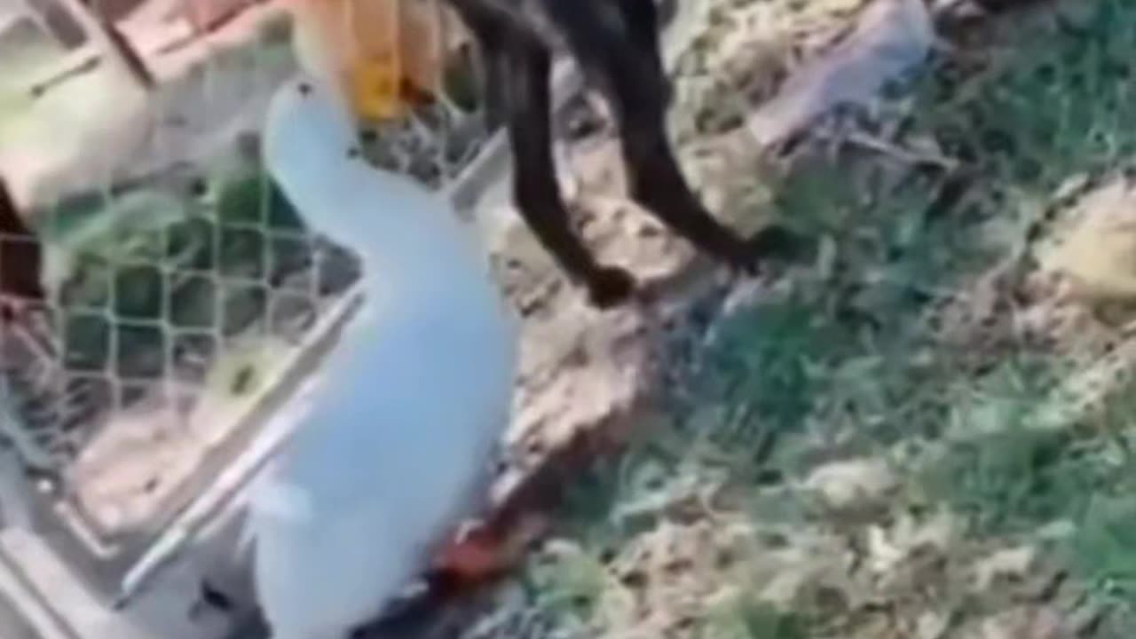 Animals funny video 😅
