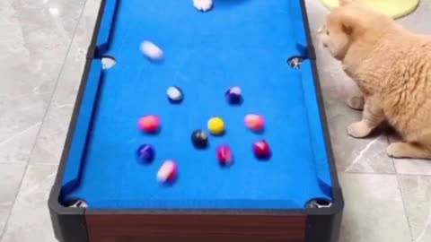 A cat playing billiards 😂😍😍😘🐈‍⬛🐈