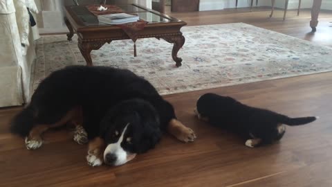 Bernese Mtn Dog Puppy Says Good Morning