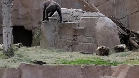 This Gorilla is King of the Rock