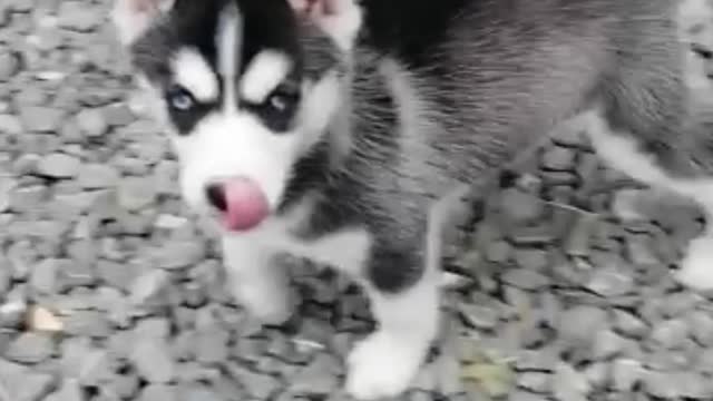 Cute Puppies 🐕 Video By kingdom of awais