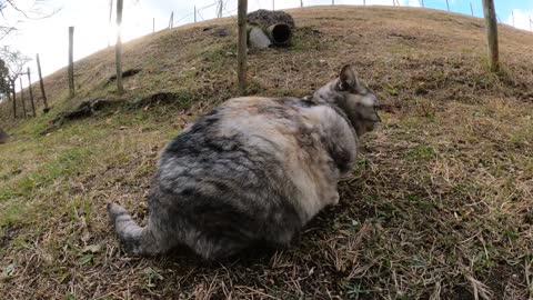 A seal cat that came out in the cold could not stand the cold wind and escaped into the gutter