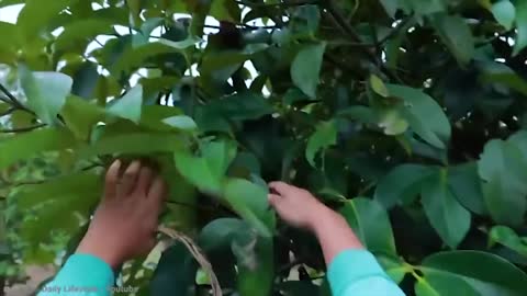 20 Most Unique Fruits You’ve Never Heard Of