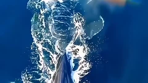 The whale