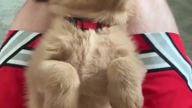 Lovingly. Dog and puppies