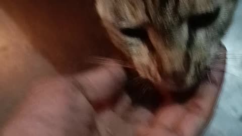 Billo bagge bileyan / kakka