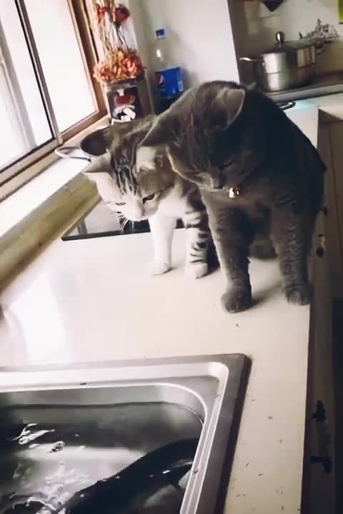 Fish or tow cat funny video