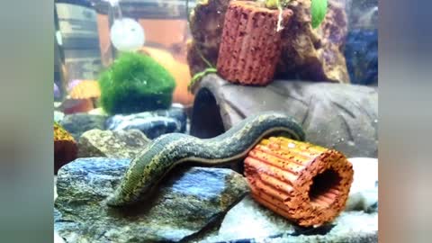 leech rape - Zwangsbefruchtung im Blutegel-Aquarium