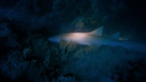 My son notices sharks while diving in a cave—bubble ring