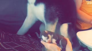 Siberian Husky Nervously Meets His New Puppy