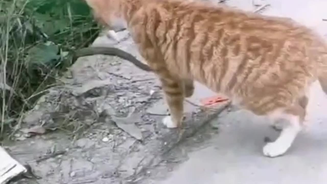 Cat vs sank