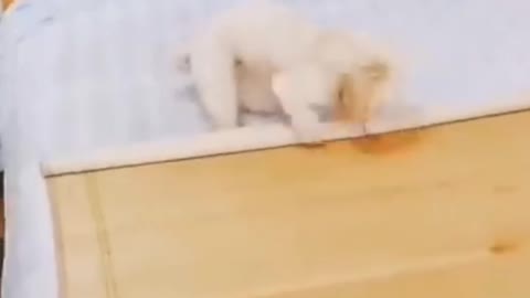 Funny dog trying to sleep 🤣😂 LMAO