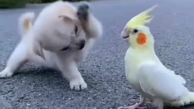 Puppy and parrot fighting vedio