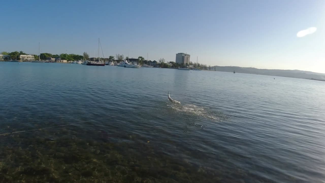 Tarpon Explosion