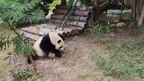 Like the baby panda